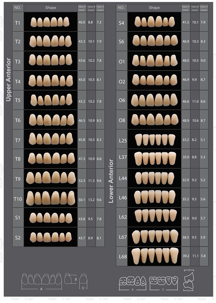 Three Layer Acrylic Resin Teeth